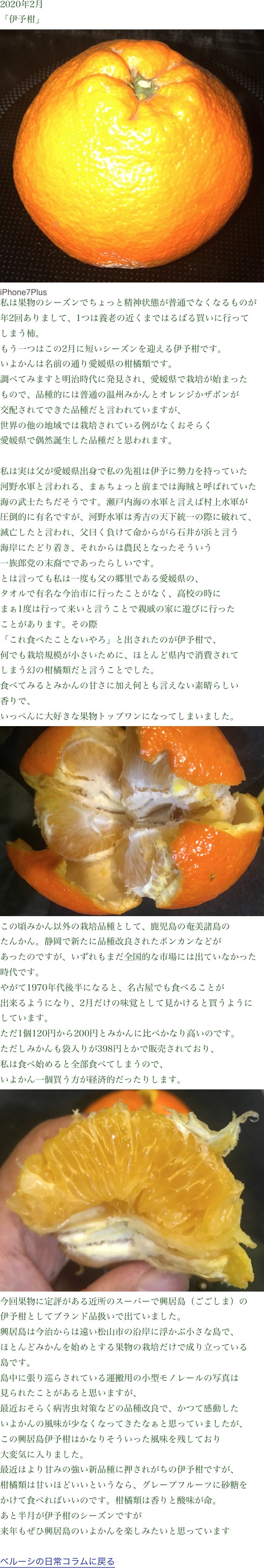 2020年2月
「伊予柑」
￼
iPhone7Plus
私は果物のシーズンでちょっと精神状態が普通でなくなるものが
年2回ありまして、1つは養老の近くまではるばる買いに行って
しまう柿。もう一つはこの2月に短いシーズンを迎える伊予柑です。
いよかんは名前の通り愛媛県の柑橘類です。調べてみますと明治時代に発見され、愛媛県で栽培が始まった
もので、品種的には普通の温州みかんとオレンジかザボンが
交配されてできた品種だと言われていますが、
世界の他の地域では栽培されている例がなくおそらく
愛媛県で偶然誕生した品種だと思われます。私は実は父が愛媛県出身で私の先祖は伊予に勢力を持っていた
河野水軍と言われる、まぁちょっと前までは海賊と呼ばれていた
海の武士たちだそうです。瀬戸内海の水軍と言えば村上水軍が
圧倒的に有名ですが、河野水軍は秀吉の天下統一の際に破れて、
滅亡したと言われ、父曰く負けて命からがら石井が浜と言う
海岸にたどり着き、それからは農民となったそういう
一族郎党の末裔でであったらしいです。とは言っても私は一度も父の郷里である愛媛県の、
タオルで有名な今治市に行ったことがなく、高校の時に
まぁ1度は行って来いと言うことで親戚の家に遊びに行った
ことがあります。その際「これ食べたことないやろ」と出されたのが伊予柑で、
何でも栽培規模が小さいために、ほとんど県内で消費されて
しまう幻の柑橘類だと言うことでした。食べてみるとみかんの甘さに加え何とも言えない素晴らしい
香りで、
いっぺんに大好きな果物トップワンになってしまいました。￼この頃みかん以外の栽培品種として、鹿児島の奄美諸島の
たんかん。静岡で新たに品種改良されたポンカンなどが
あったのですが、いずれもまだ全国的な市場には出ていなかった
時代です。やがて1970年代後半になると、名古屋でも食べることが
出来るようになり、2月だけの味覚として見かけると買うように
しています。ただ1個120円から200円とみかんに比べかなり高いのです。
ただしみかんも袋入りが398円とかで販売されており、
私は食べ始めると全部食べてしまうので、
いよかん一個買う方が経済的だったりします。￼今回果物に定評がある近所のスーパーで興居島（ごごしま）の
伊予柑としてブランド品扱いで出ていました。興居島は今治からは遠い松山市の沿岸に浮かぶ小さな島で、
ほとんどみかんを始めとする果物の栽培だけで成り立っている
島です。島中に張り巡らされている運搬用の小型モノレールの写真は
見られたことがあると思いますが、最近おそらく病害虫対策などの品種改良で、かつて感動した
いよかんの風味が少なくなってきたなぁと思っていましたが、
この興居島伊予柑はかなりそういった風味を残しており
大変気に入りました。最近はより甘みの強い新品種に押されがちの伊予柑ですが、
柑橘類は甘いほどいいというなら、グレープフルーツに砂糖を
かけて食べればいいのです。柑橘類は香りと酸味が命。あと半月が伊予柑のシーズンですが
来年もぜひ興居島のいよかんを楽しみたいと思っていますベルーシの日常コラムに戻る

